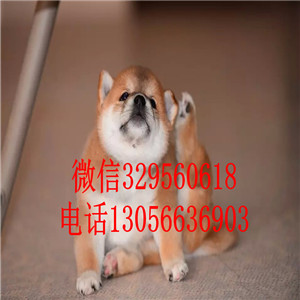 奉节哪里有卖赤色柴犬繁殖柴犬高品质柴犬