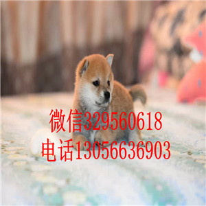 泰安哪里能买到赤色柴犬赛级柴犬高品质柴犬