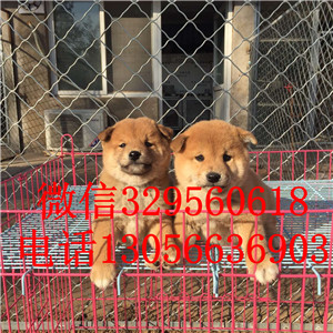 黑河哪里有卖赤色柴犬柴犬犬舍纯种健康的柴犬