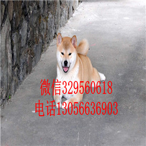 鸡西哪里有卖纯种柴犬柴犬价格纯种健康的柴犬