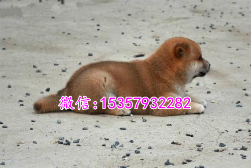 沈阳哪里有卖纯种柴犬 柴犬多少钱一只 柴犬专卖宠物店