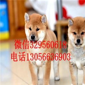 白山哪里有卖赤色柴犬柴犬犬舍高品质柴犬