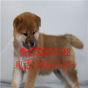 黔江出售日系柴犬柴犬犬舍包纯种健康