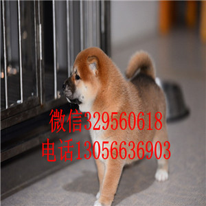 铜陵哪里能买到赤色柴犬柴犬犬舍纯种健康的柴