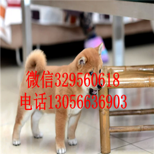 佳木斯哪里能买到纯种柴犬赛级柴犬高品质柴犬