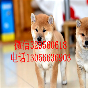 九江哪里能买到纯种柴犬赛级柴犬疫苗齐全