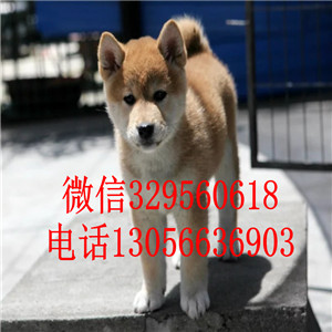 威海哪里能买到赤色柴犬赛级柴犬高品质柴犬
