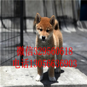 石柱哪里有卖双血统柴犬精品柴犬疫苗齐全