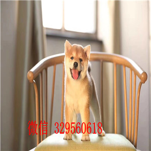 林芝哪里有卖柴犬多少钱日系柴犬纯种的柴犬价格