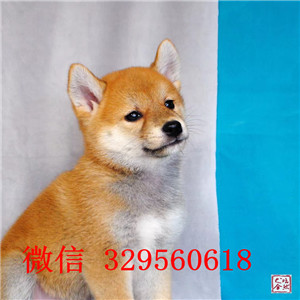 果洛州出售纯种柴犬纯种赛级日系柴犬包纯种健