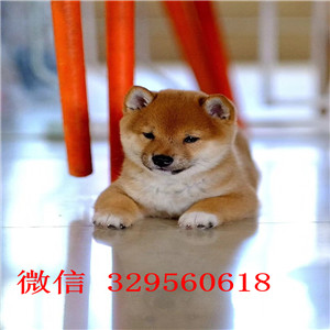 赤峰哪里有卖黑色柴犬日系柴犬赛级柴犬