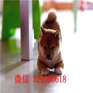 赤峰哪里有卖黑色柴犬日系柴犬赛级柴犬