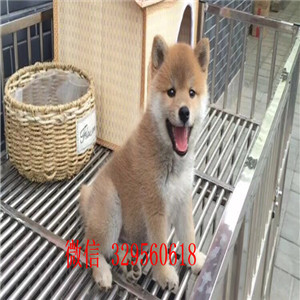 林芝哪里有卖柴犬多少钱日系柴犬纯种的柴犬价格