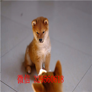 百色哪里有卖柴犬多少钱纯种柴犬专业繁殖