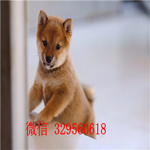 怒江出售纯种柴犬柴犬多少钱日系柴犬柴犬犬舍