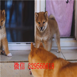 庆阳哪里有卖赤色柴犬包纯种健康专业繁殖