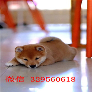 鄂尔多斯哪里有卖赤色柴犬柴犬价格柴犬犬舍