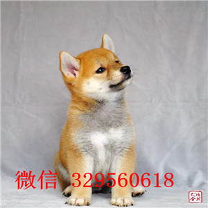 金昌哪里有卖纯种赛级日系柴犬包纯种健康纯种的柴犬价格