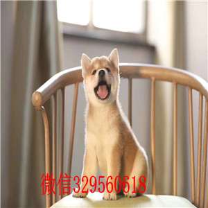  湖北荆州哪里有柴犬卖 日系柴犬哪里的价格便