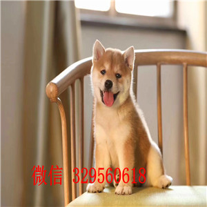 林芝哪里有卖柴犬多少钱日系柴犬纯种的柴犬价格