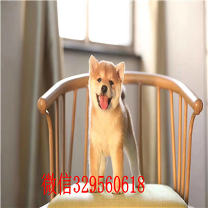 柴犬多少钱 纯种柴犬出售  沈阳哪里有卖柴犬 