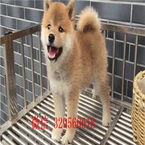 海南州出售纯种柴犬柴犬多少钱包纯种健康柴犬