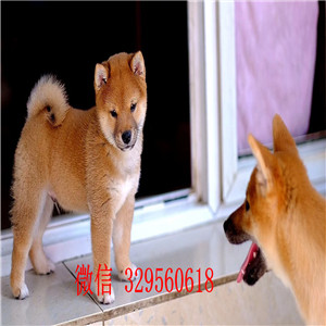 鄂尔多斯哪里有卖赤色柴犬柴犬价格柴犬犬舍