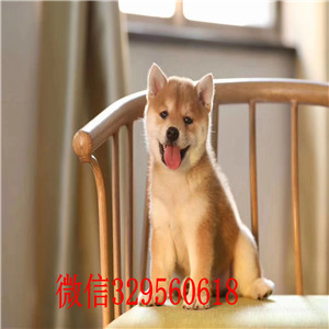 湘潭市繁殖精品纯种柴犬/签协议包纯种保健康