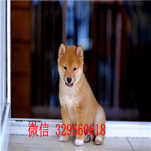 黔东南哪里能买到柴犬多少钱纯种柴犬专业繁殖