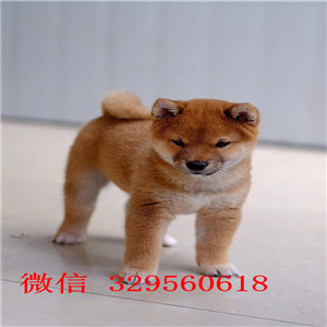 内江哪里能买到柴犬多少钱日系柴犬纯种的柴犬价格