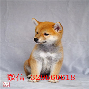 金昌哪里有卖纯种赛级日系柴犬包纯种健康纯种的柴犬价格