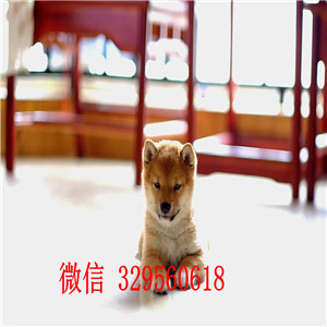 临夏出售纯种柴犬赤色柴犬纯种柴犬纯种的柴犬