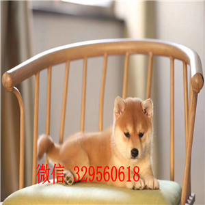 林芝哪里有卖柴犬多少钱日系柴犬纯种的柴犬价