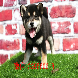 赤峰哪里有卖黑色柴犬日系柴犬赛级柴犬