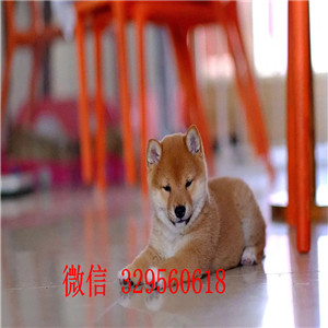 眉山哪里有卖柴犬多少钱柴犬价格赛级柴犬