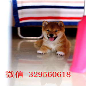 内江哪里能买到柴犬多少钱日系柴犬纯种的柴犬