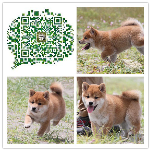 苏州柴犬多少钱一只苏州柴犬价格苏州出售柴犬