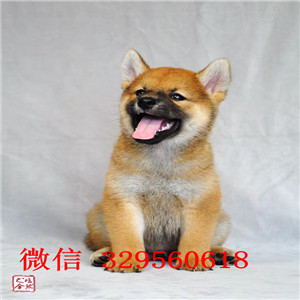 文山哪里有卖纯种赛级日系柴犬柴犬价格赛级柴