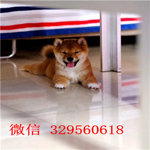 内江哪里能买到柴犬多少钱日系柴犬纯种的柴犬价格