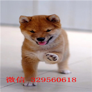 内江哪里能买到柴犬多少钱日系柴犬纯种的柴犬价格