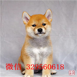 金昌哪里有卖纯种赛级日系柴犬包纯种健康纯种的柴犬价格