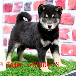 昌吉出售纯种柴犬柴犬多少钱包纯种健康纯种的
