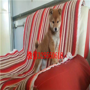 岳阳哪里繁殖带血统柴犬柴犬价格