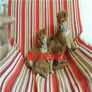 衡阳哪里有出售日系柴犬宠物狗柴犬