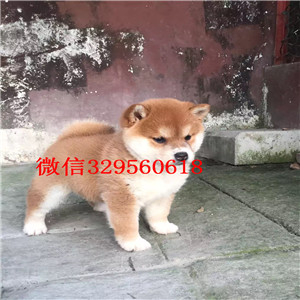 九江哪里有出售好一点柴犬柴犬多少钱