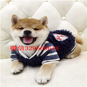 白山哪里繁殖带出生纸柴犬柴犬繁殖场