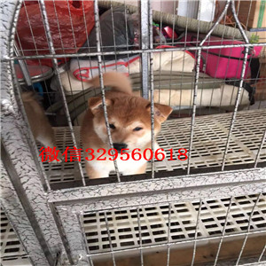 镇江纯种健康日系柴犬柴犬多少钱