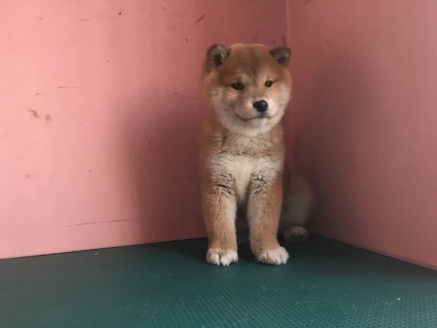 佛山赤色柴犬多少钱 佛山哪里卖纯种柴犬 黑色