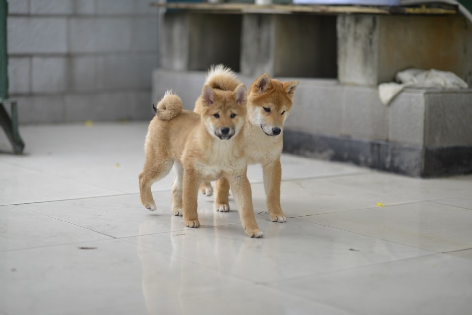 重庆哪里卖黑色柴犬 重庆哪里有纯种柴犬出售 