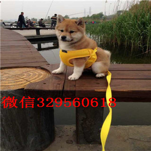 黄山哪里有卖好一点柴犬柴犬价格